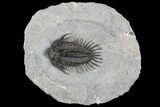 Spiny Comura Trilobite - Top Quality Specimen #106852-1